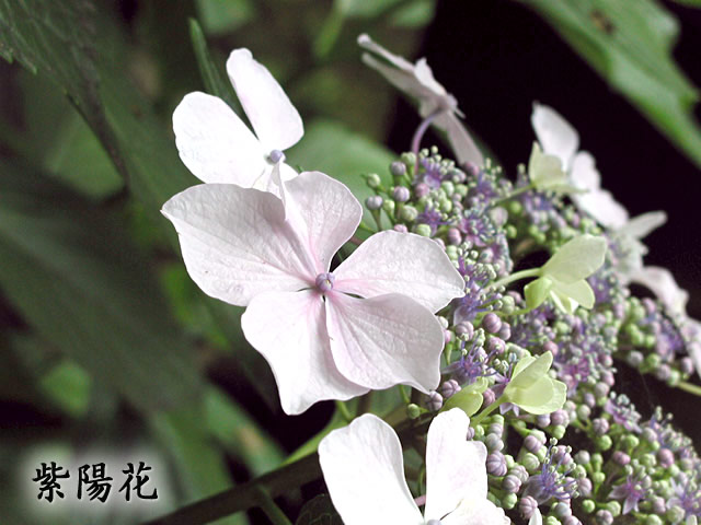 萼紫陽花（がくあじさい）の写真（フリー素材）