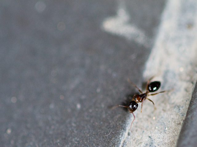 蟻（あり）の写真（フリー素材）