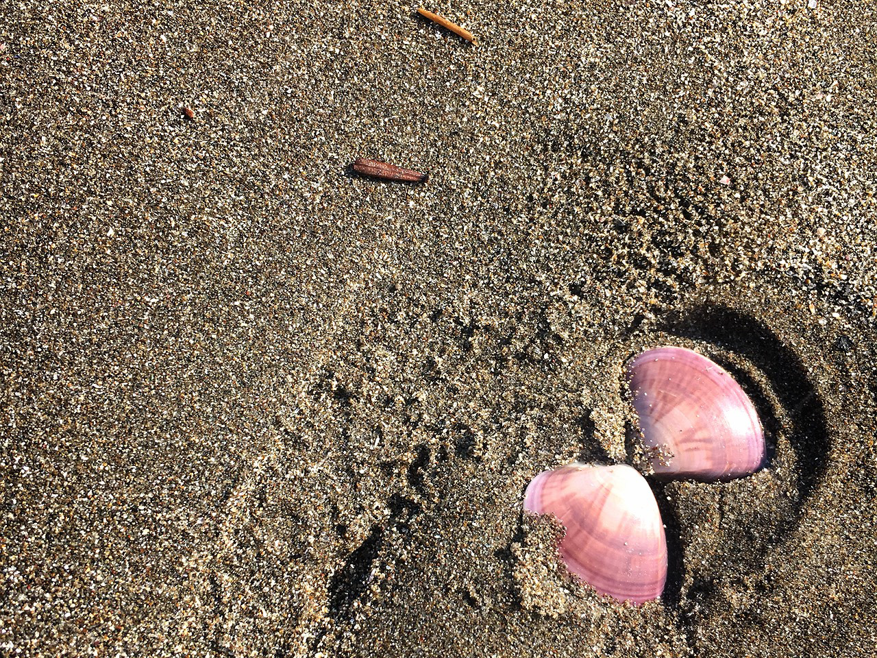 砂浜の貝殻（かいがら）の写真（フリー素材）