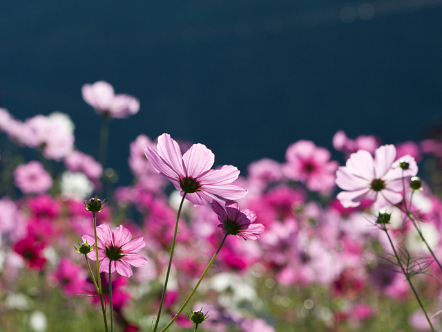 コスモス 季節の花 淀 フリー写真素材