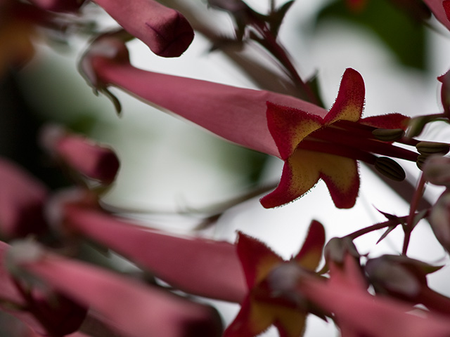 エパクリス・レクリナータに似ている花の写真（フリー素材）