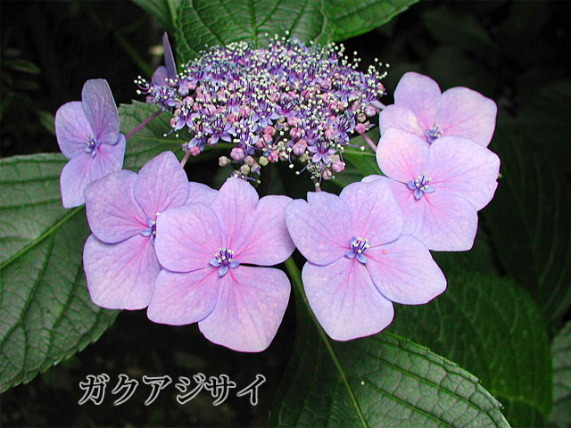 萼紫陽花（がくあじさい）の写真（フリー素材）