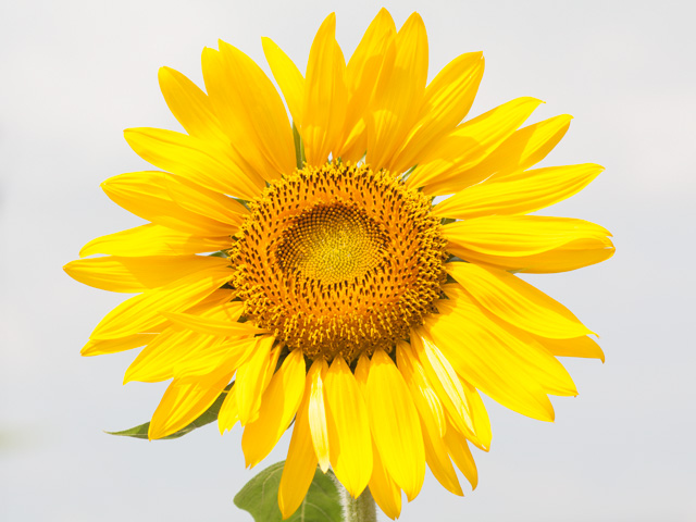 向日葵 ひまわり 季節の花 淀 フリー写真素材