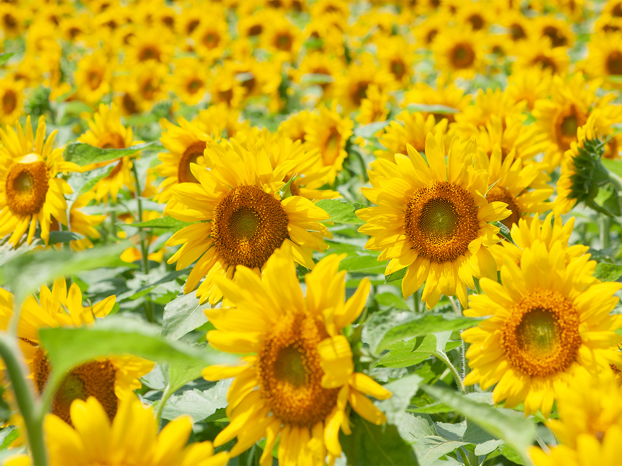 向日葵 季節の花 淀 フリー写真素材