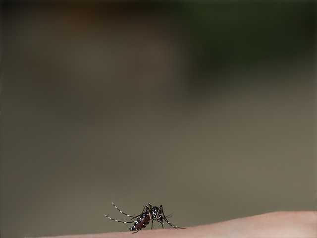 蚊（カ）の写真（フリー素材）