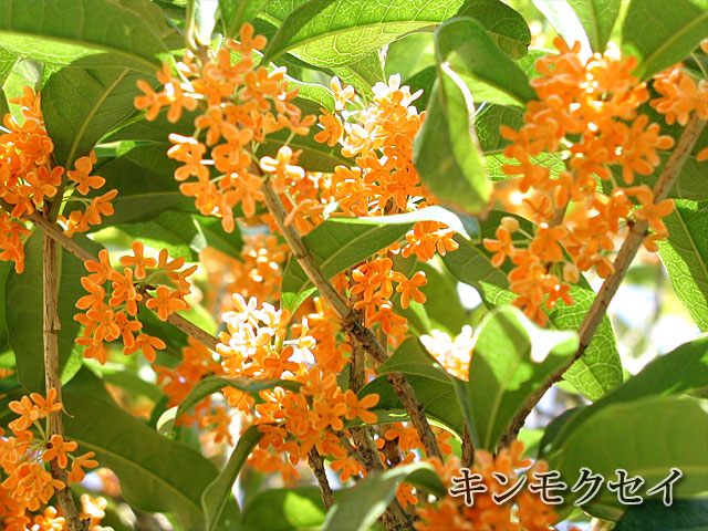 金木犀 きんもくせい 季節の花 淀 フリー写真素材