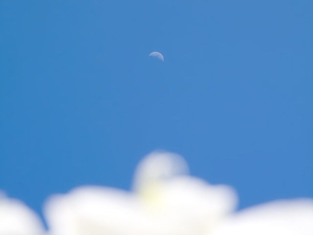 胡蝶蘭（こちょうらん）と月歩の写真（フリー素材）