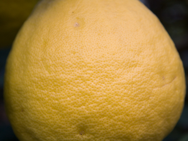 檸檬（レモン）の写真（フリー素材）