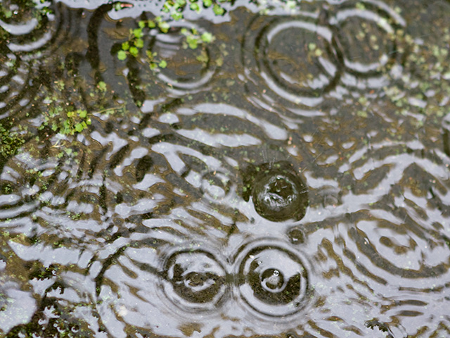 雨の水たまりの写真（フリー素材）