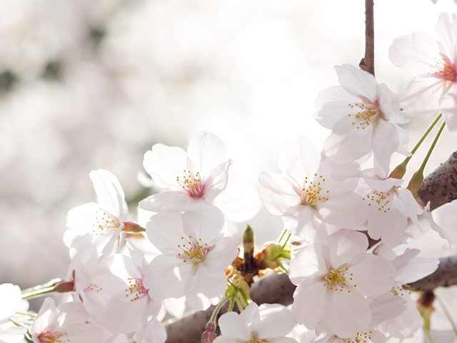 桜（さくら）の写真（フリー素材）