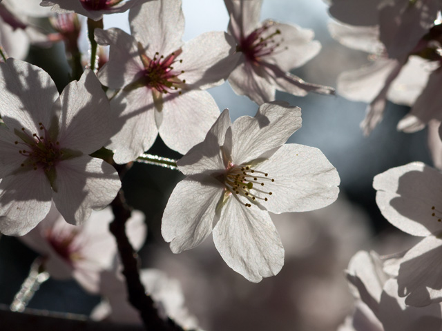 桜（さくら）の写真（フリー素材）