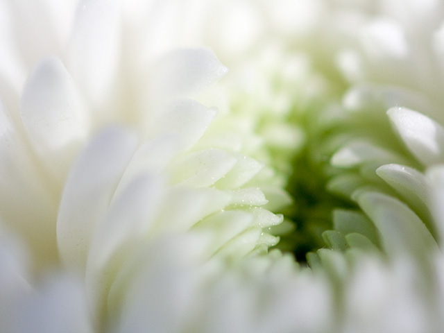 白菊（しらぎく）の写真（フリー素材）