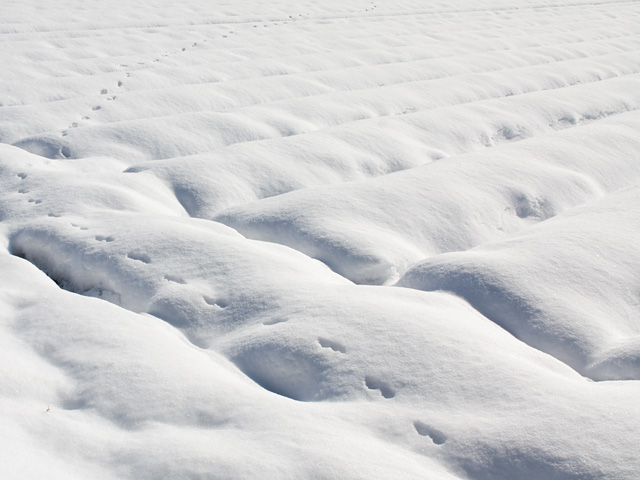 雪の足跡の写真（フリー素材）