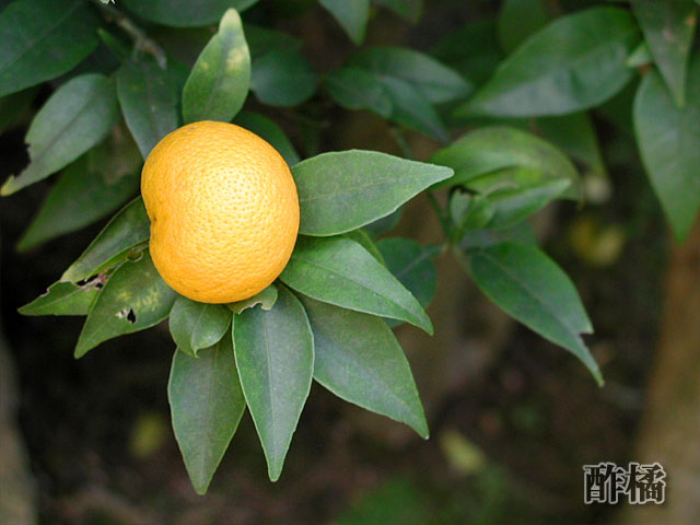 酢橘（すだち）の写真（フリー素材）