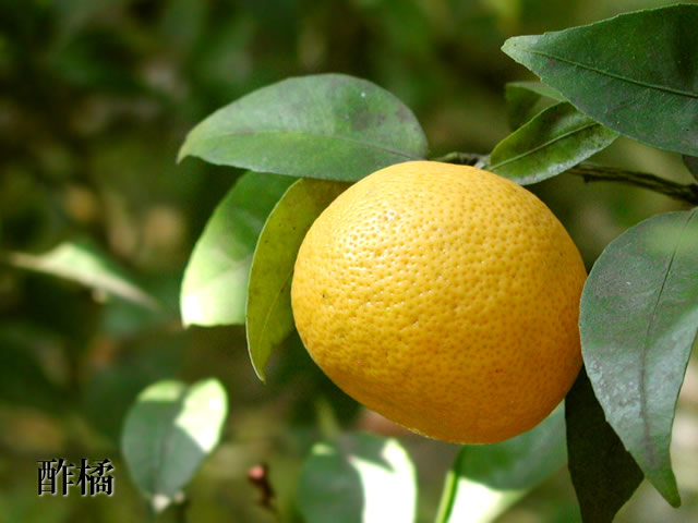 酢橘（すだち）の写真（フリー素材）