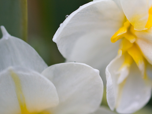 八重咲き水仙（やえざきすいせん）の写真（フリー素材）