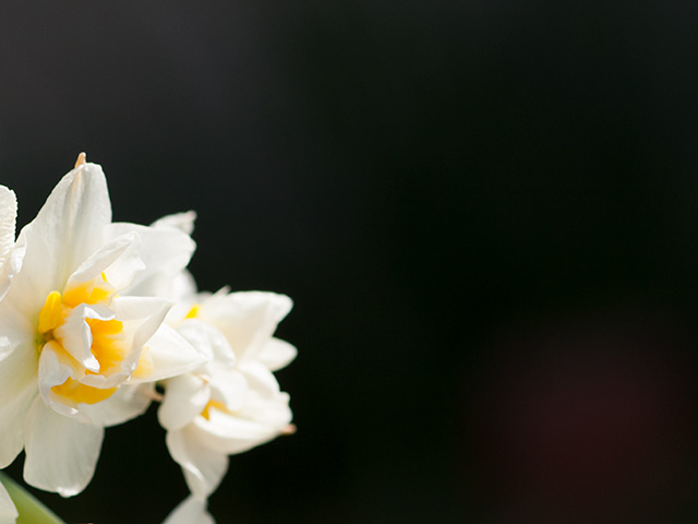 八重咲き水仙（やえざきすいせん）の写真（フリー素材）